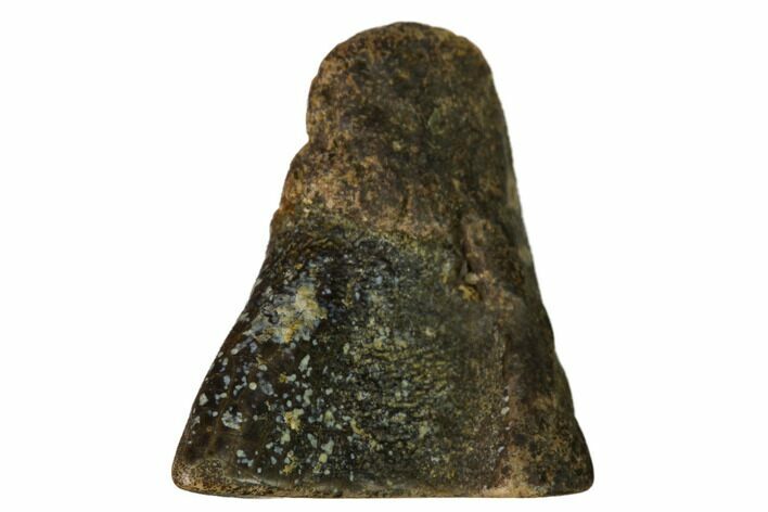 Bargain, Fossil Triceratops Shed Tooth - Montana #164689